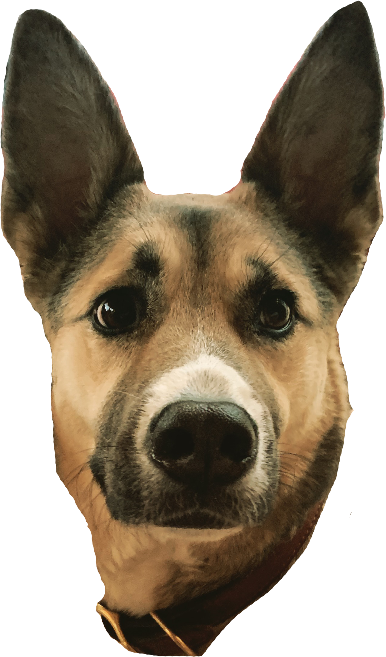 Photo of a Husky/Shepherd mix with its ears up in alert mode.