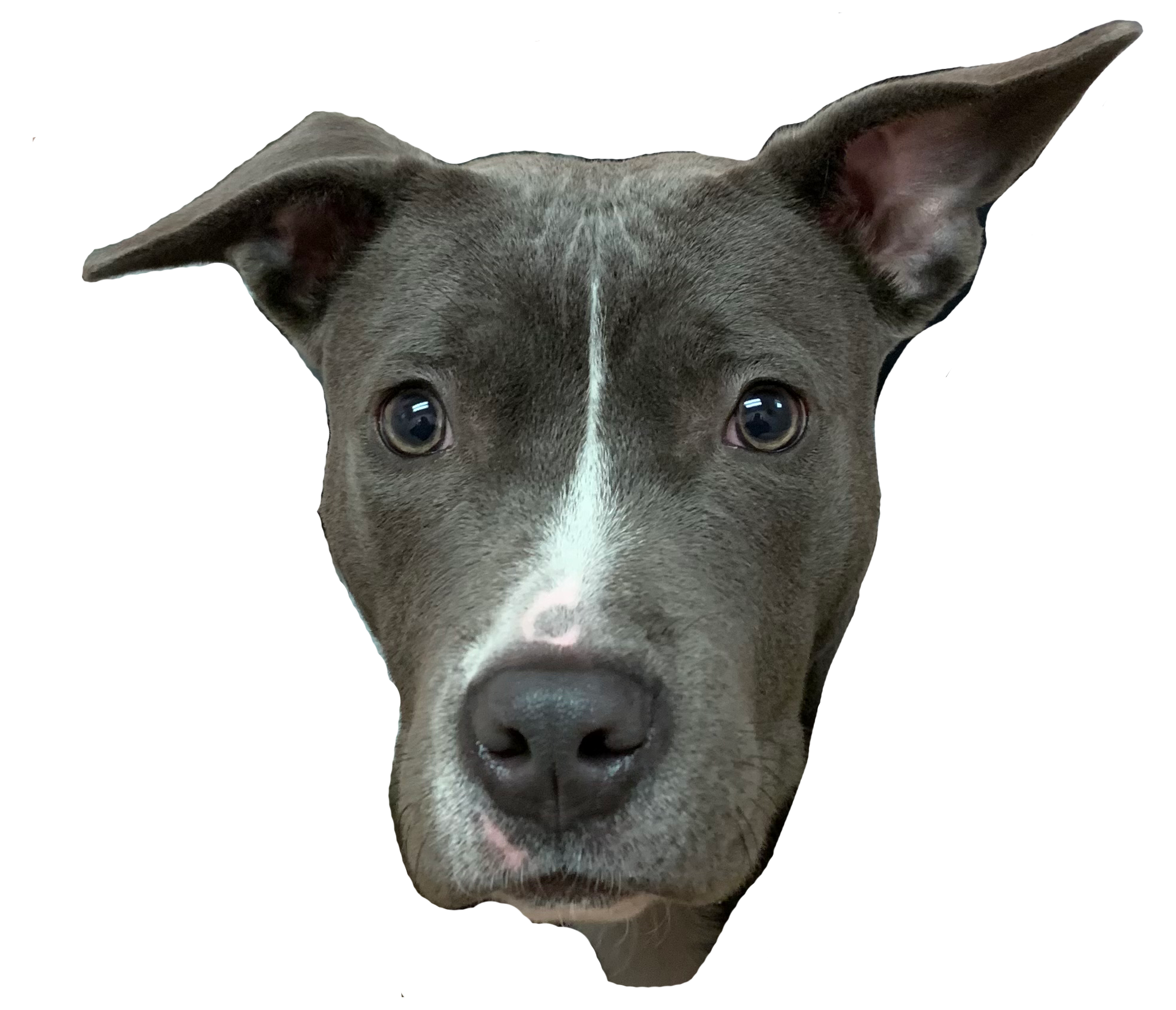 Portrait of Lolo the Deal Dog